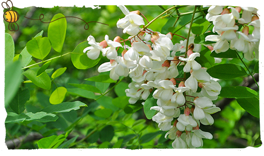 Tipos de miel, acacia
