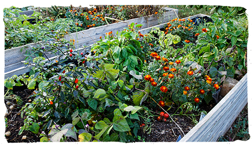 Cultiva plantas, frutas y vegetales 1