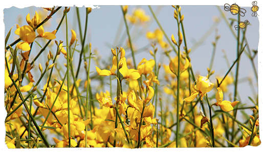 Cultiva plantas, flores nativas 