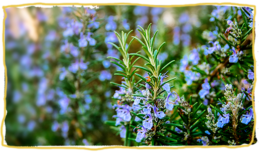 Cultiva plantas, aromáticas