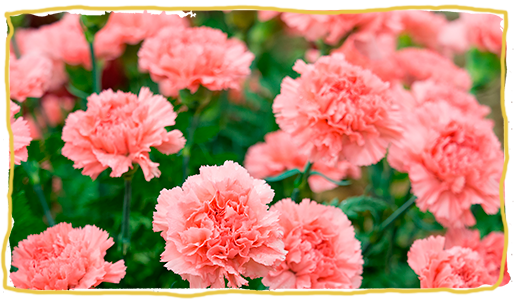 Cultiva plantas, flores nativas 2