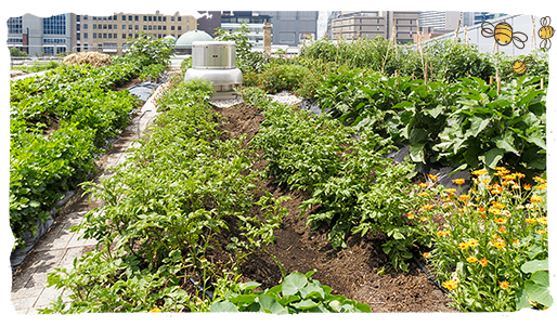 Cultiva plantas, frutas y vegetales 2