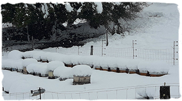 ¿Qué hacemos las abejas durante el invierno?