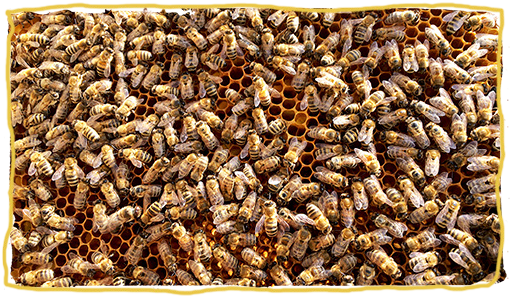 las abejas y el invierno 2