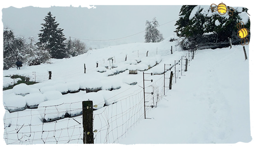 las abejas y el invierno 3