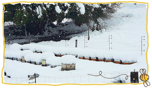 las abejas y el invierno 4