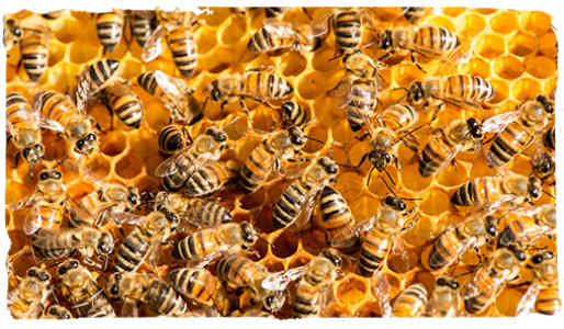 las abejas y el invierno 5