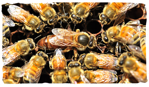 las abejas y el invierno, abejas