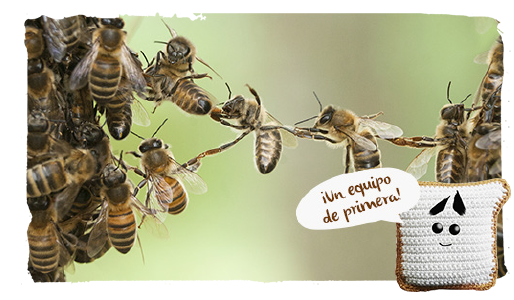 aprender de las abejas, trabajo en equipo