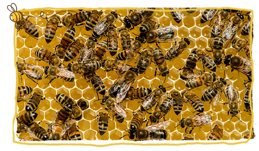 aprender de las abejas, papel