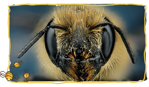 aprender de las abejas, justicia