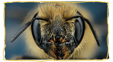¿Qué podemos aprender de las abejas?