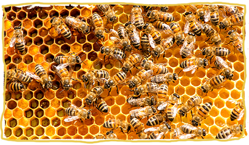 Cómo funciona una colmena, abejas