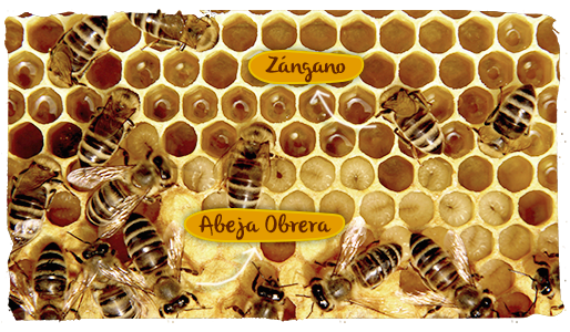 Cómo funciona una colmena, abeja reina