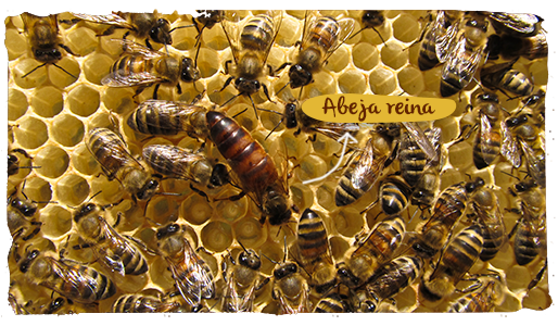 Cómo funciona una colmena, abeja obrera