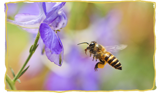 La primavera, abeja