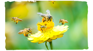La danza de las abejas