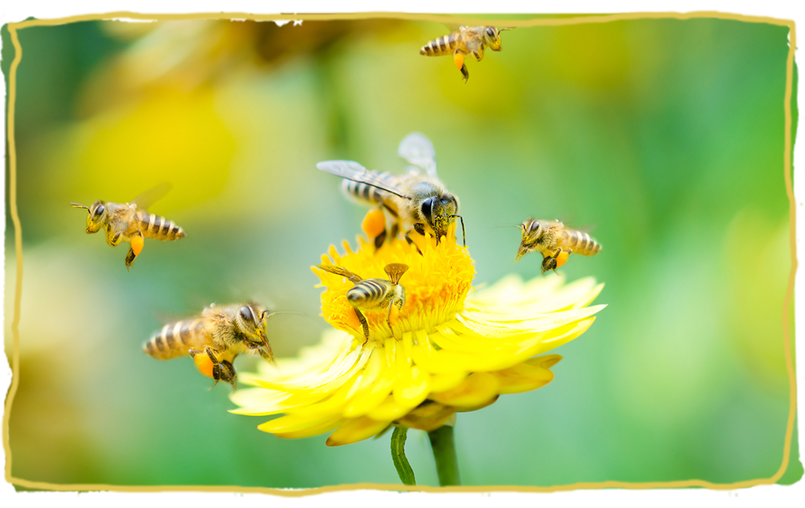 La danza de las abejas, flor