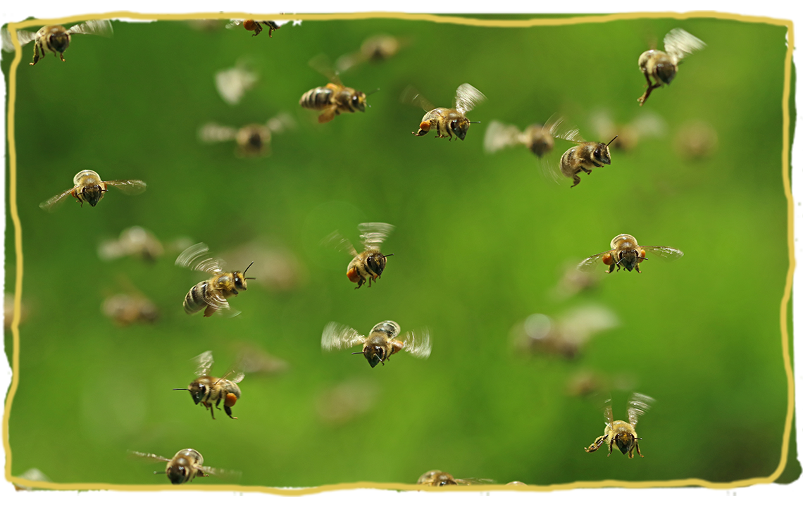 La danza de las abejas