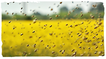 El origen de las abejas