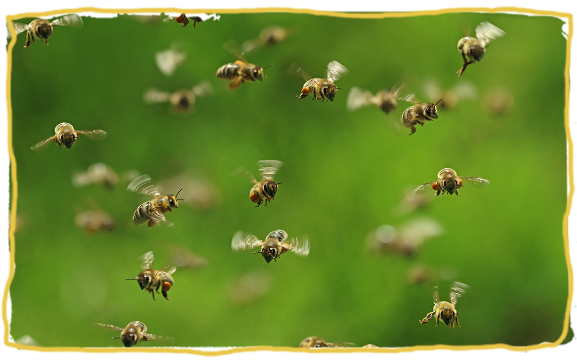 El origen de las abejas, abejas