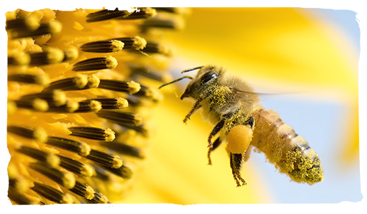 El origen de las abejas, flor 1