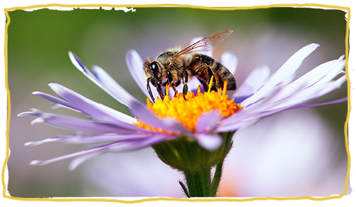 El origen de las abejas, flor 2