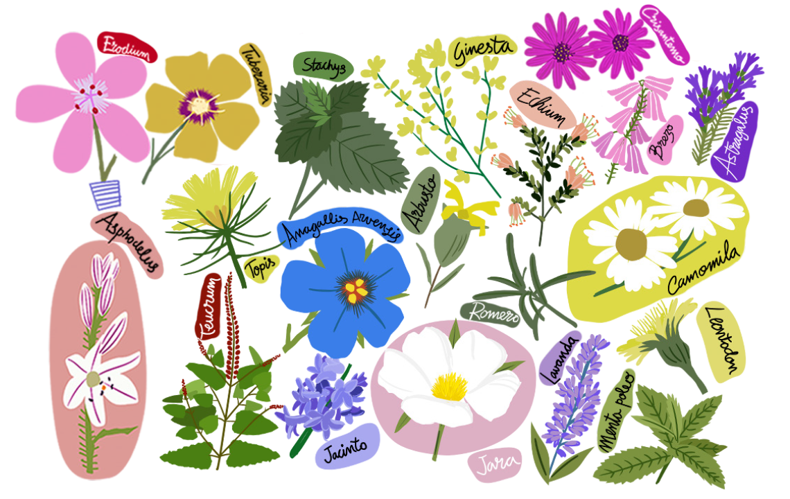 Beneficios de las plantas, paraíso de las flores