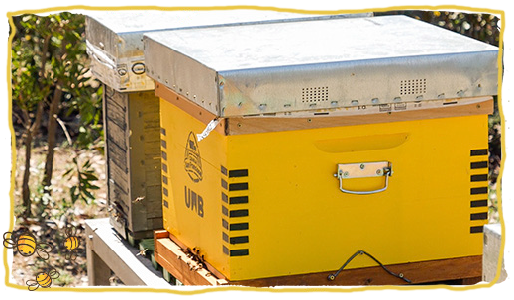 colmenar experimental, colmena 2