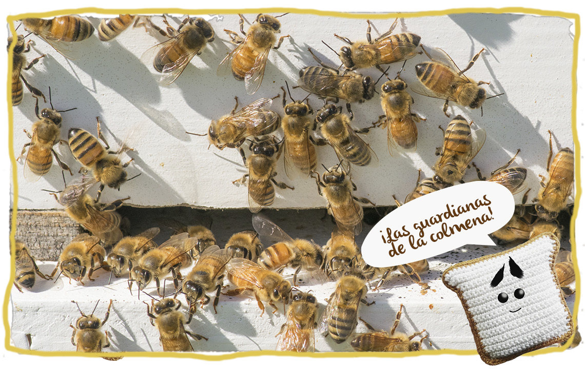 Creación de hábitat para las abejas, campo de flores