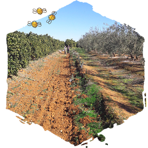 Creación de hábitat para las abejas, campo 1