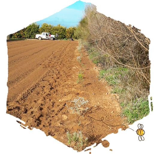 Creación de hábitat para las abejas, campo 2