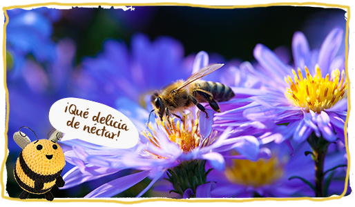 Creación de hábitat para las abejas, flor 1
