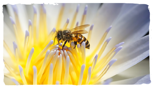Creación de hábitat para las abejas, flor 2