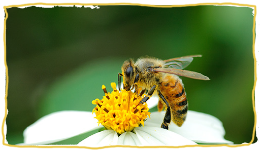 Creación de hábitat para las abejas, flor 3