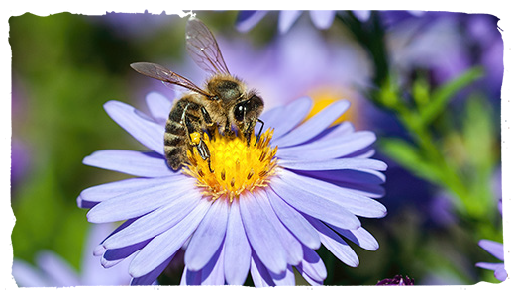 Creación de hábitat para las abejas, flor 4