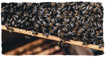 La vida de las abejas obreras