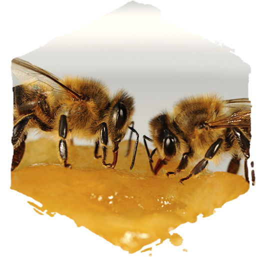 La vida de las abejas obreras, abejas