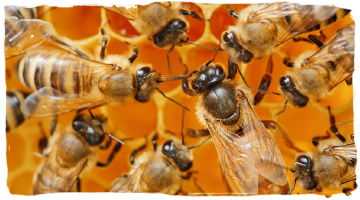 Las coronación de una abeja reina