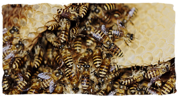 La abejas: el animal más importante del mundo