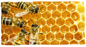 Las personalidades de las abejas