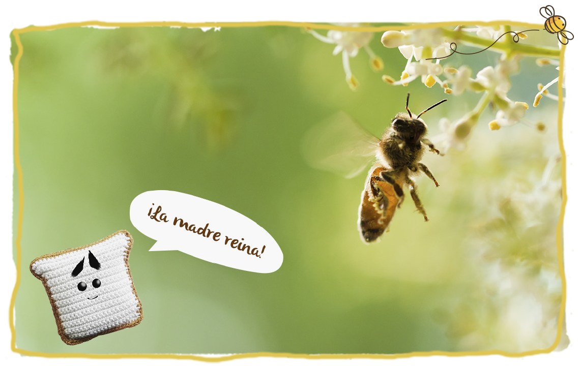 Las curiosidades más curiosas de las abejas