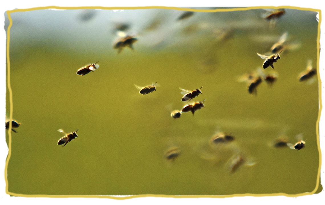 La abejas: el animal más importante del mundo, abejas