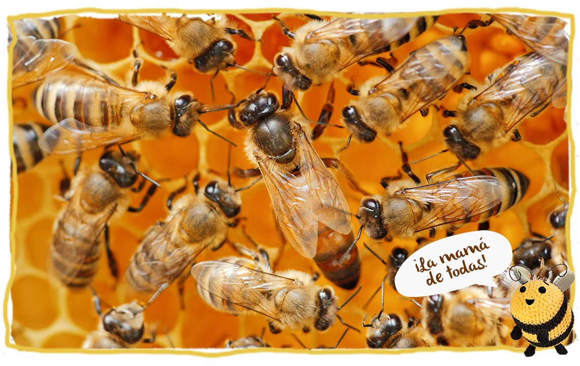 Las coronación de una abeja reina