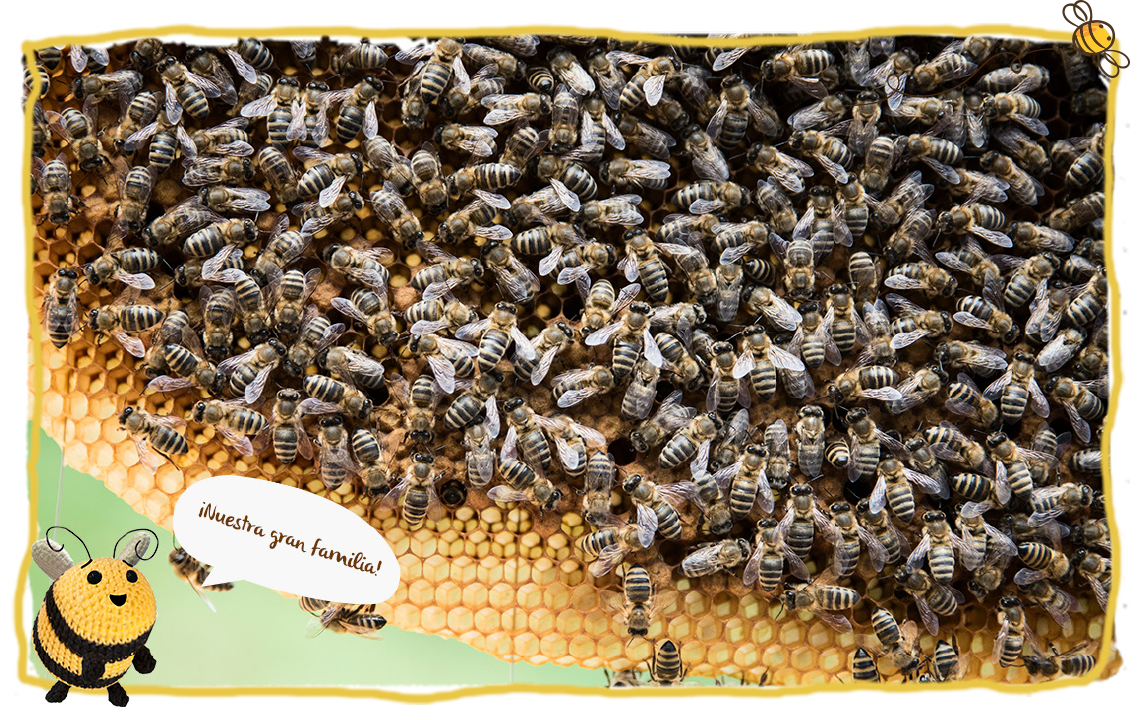 El número de abejas de nuestras colmenas, nuestra gran família