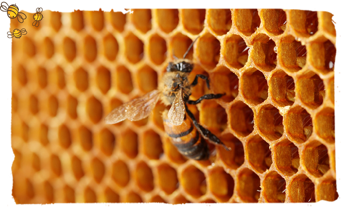Las coronación de una abeja reina, abeja reina