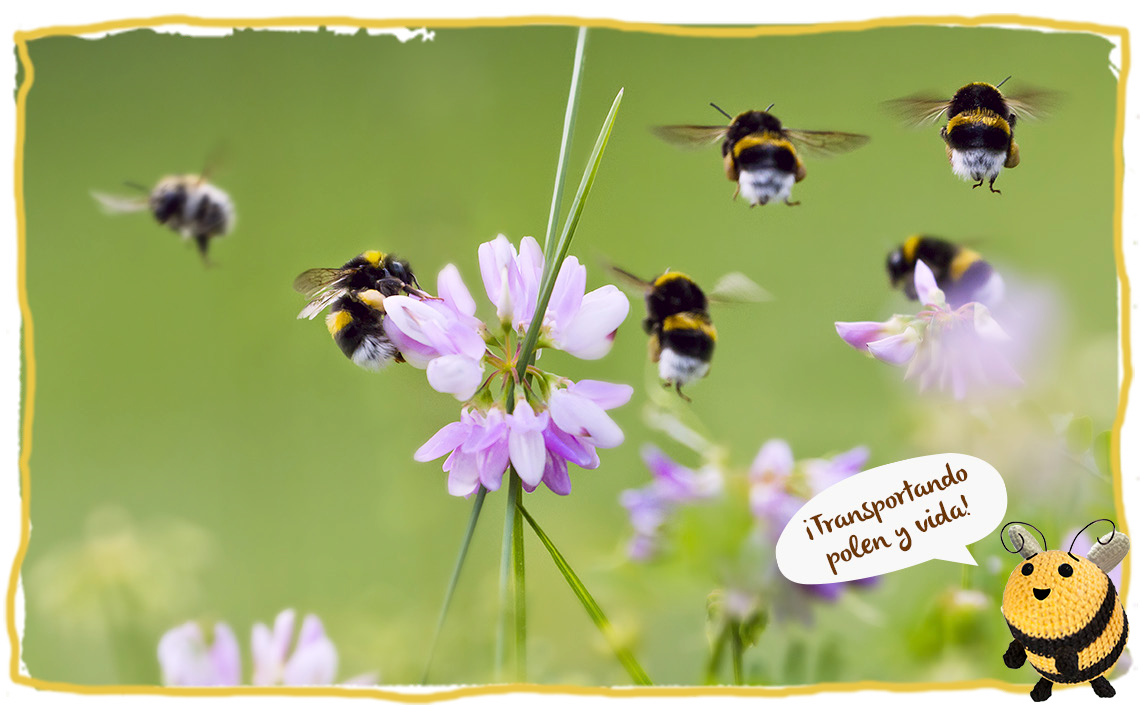 El número de abejas de nuestras colmenas, polen y vida