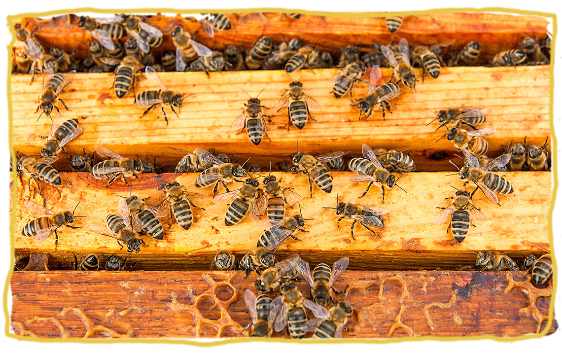 Las coronación de una abeja reina, colmena