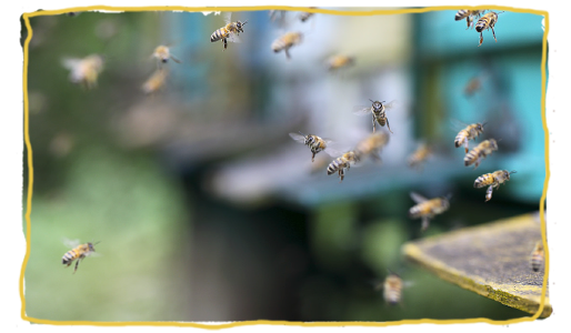 Las curiosidades más curiosas de las abejas 3