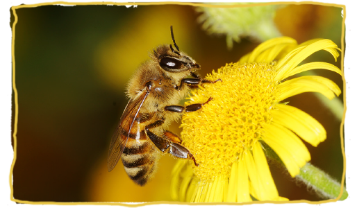 Las curiosidades más curiosas de las abejas 4